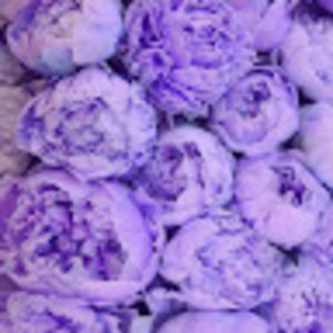 Meet your Posher, Allie